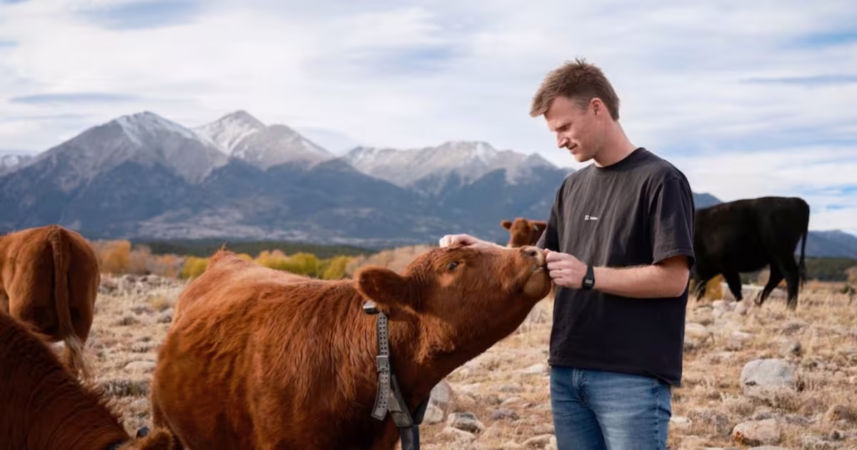 პიტერ ტილის დიდი ფსონი მზის ენერგიაზე მომუშავე ძროხის ჭკვიან საყელოებზე